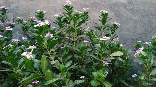 Close-up of pink flowering plants