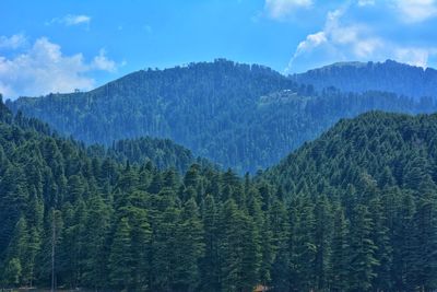 Scenic view of pine trees against sky