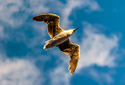 Low angle view of eagle flying against sky