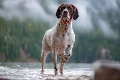 Close-up of dog standing on field