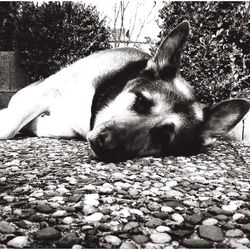 Cat lying on the ground