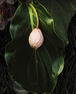 Close-up of rose on leaf