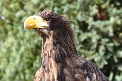 Close-up of eagle against blurred background