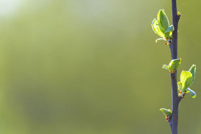 Close-up of plant growing outdoors