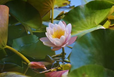 Close-up of pink water lily