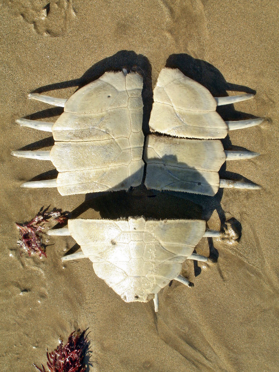 nature, close-up, sunlight, no people, sand, day, outdoors