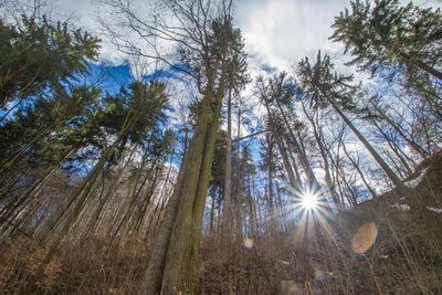 Low angle view of pine trees against sky