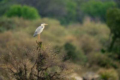 Grey heron on