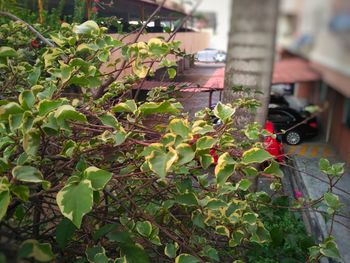 Plants growing in greenhouse