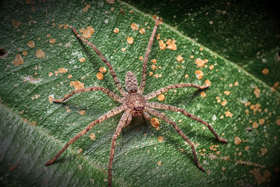 High angle view of spider on leaf