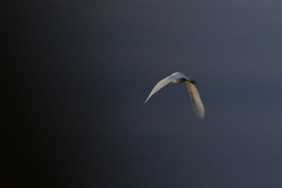 Seagull flying in the sky