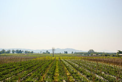 Scenic view of agricultural field against clear sky