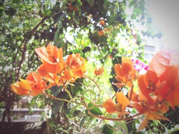 Close-up of orange flowers blooming on tree