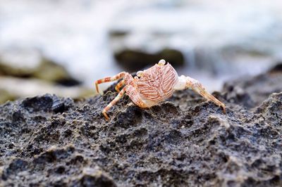 Close-up of lizard on rock