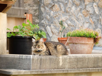 Potted plants on plant