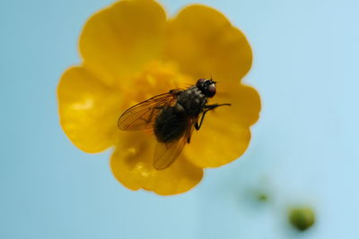 Close-up of bee pollinating on flower