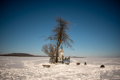 Bare tree on snowy field against clear blue sky