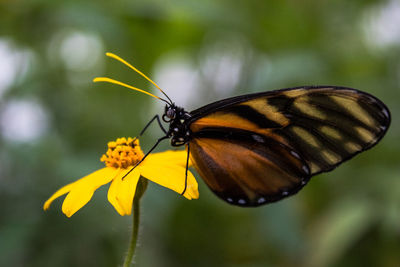 Close-up of butterfly pollinating on yellow flower