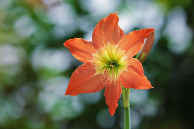 Close-up of orange flower