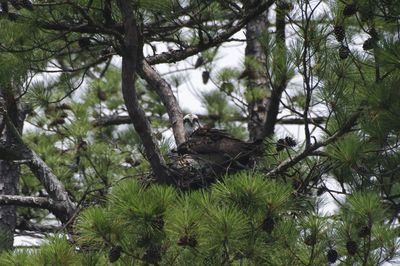 Low angle view of eagle on tree at forest