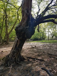 Tree trunk on field