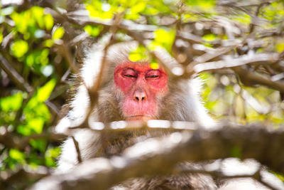 Portrait of a monkey