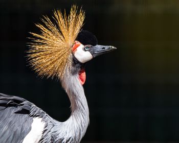 Close-up of bird against blurred background