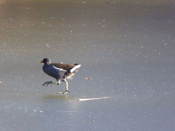 Side view of a bird flying over water