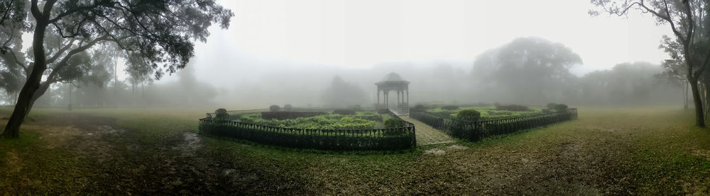 Trees in foggy weather