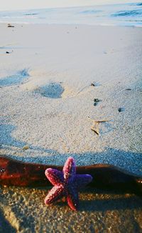 Close-up of crab on beach against sky