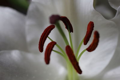 Close-up of white flowering plant