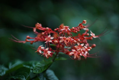 Close-up of red flowering plant