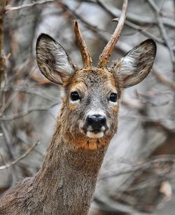 Portrait of deer