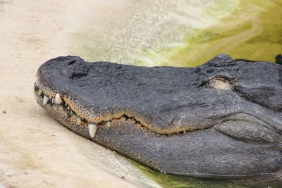 Close-up of crocodile with eyes closed