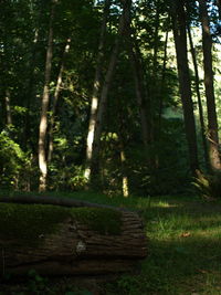 View of trees in forest