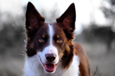 Close-up portrait of dog sticking out tongue outdoors