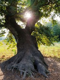 Sunlight falling on tree trunk in forest