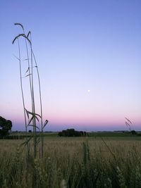 Scenic view of agricultural field against clear sky