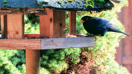 View of bird perching on wood