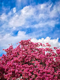 Low angle view of pink flowers blooming on tree against sky