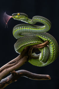 Close-up of snake against black background