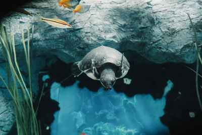 Fish swimming in sea