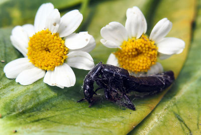 Close-up of white flowering plant