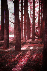 Trees in forest