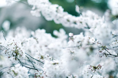 Close-up of white cherry blossom tree