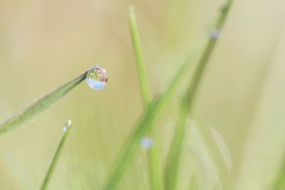 Close-up of water drop on grass