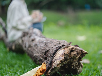 Close-up of tree trunk on field