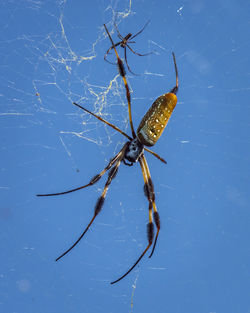 A large spider and a blue sky