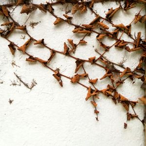 High angle view of insect on dry leaf