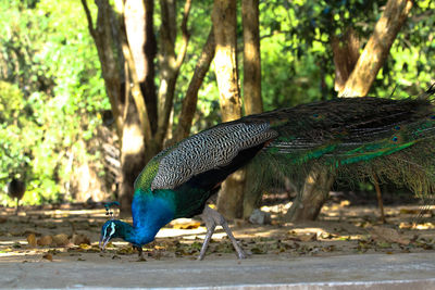 View of peacock on field